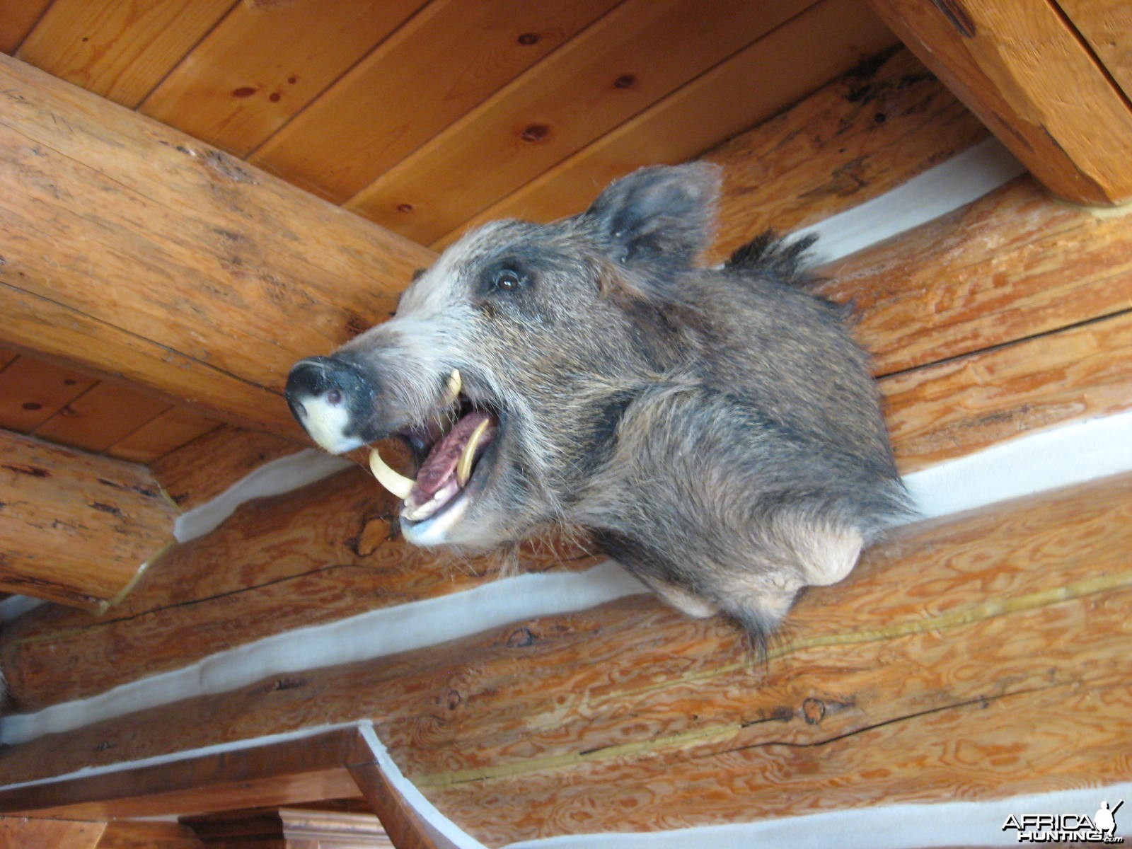 cal boar deena shot with handgun at 125 yrd's