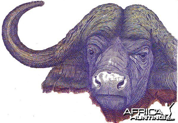 Buffalo on 100 Rand RSA note
