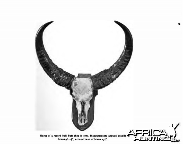 asian buffalo trophy