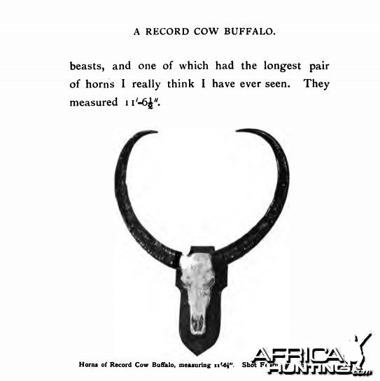 female asian buffalo horn