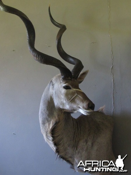 Kudu Mount