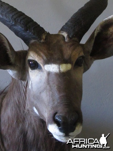 Nyala Close Up