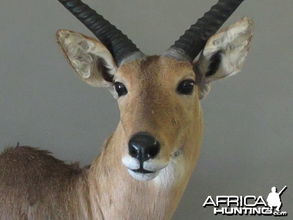 Reedbuck Close Up