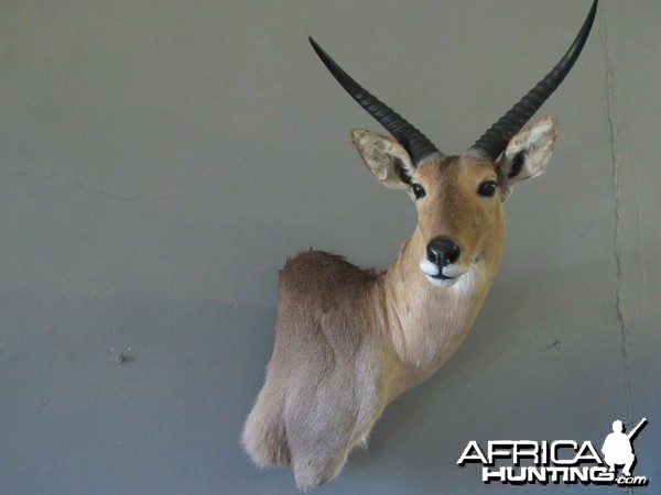 Reedbuck Mount