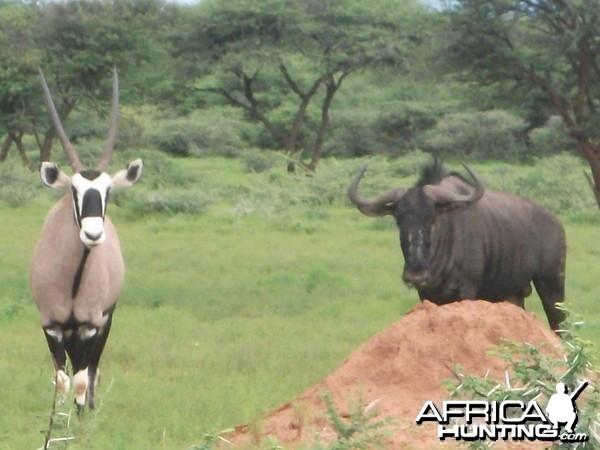 Blue Wildebeest Namibia