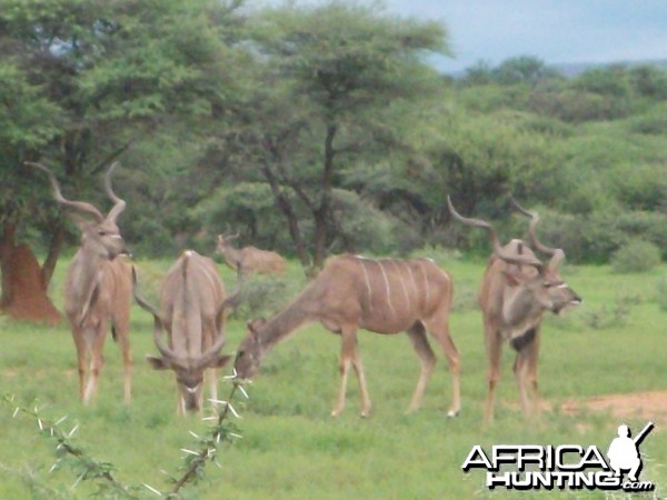 Greater Kudu Namibia