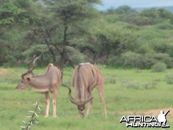 Greater Kudu Namibia