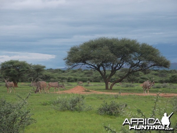 Greater Kudu Namibia