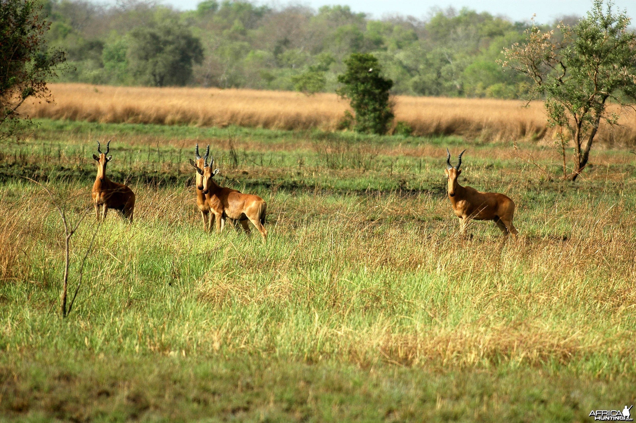 Hartebeest