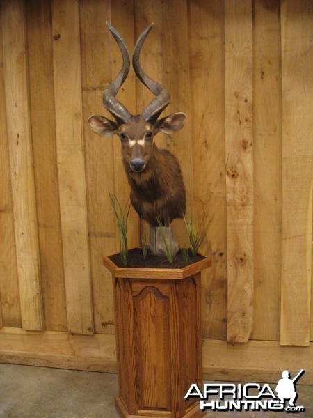 African Taxidermy