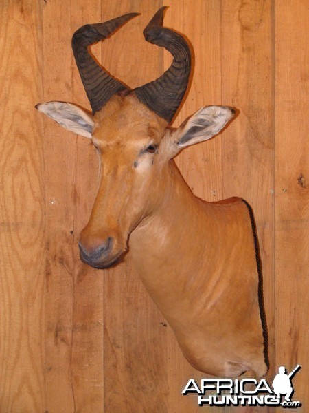 African Taxidermy