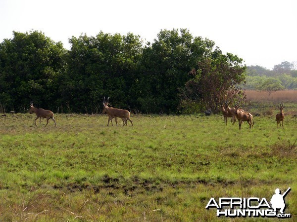 Hartebeest