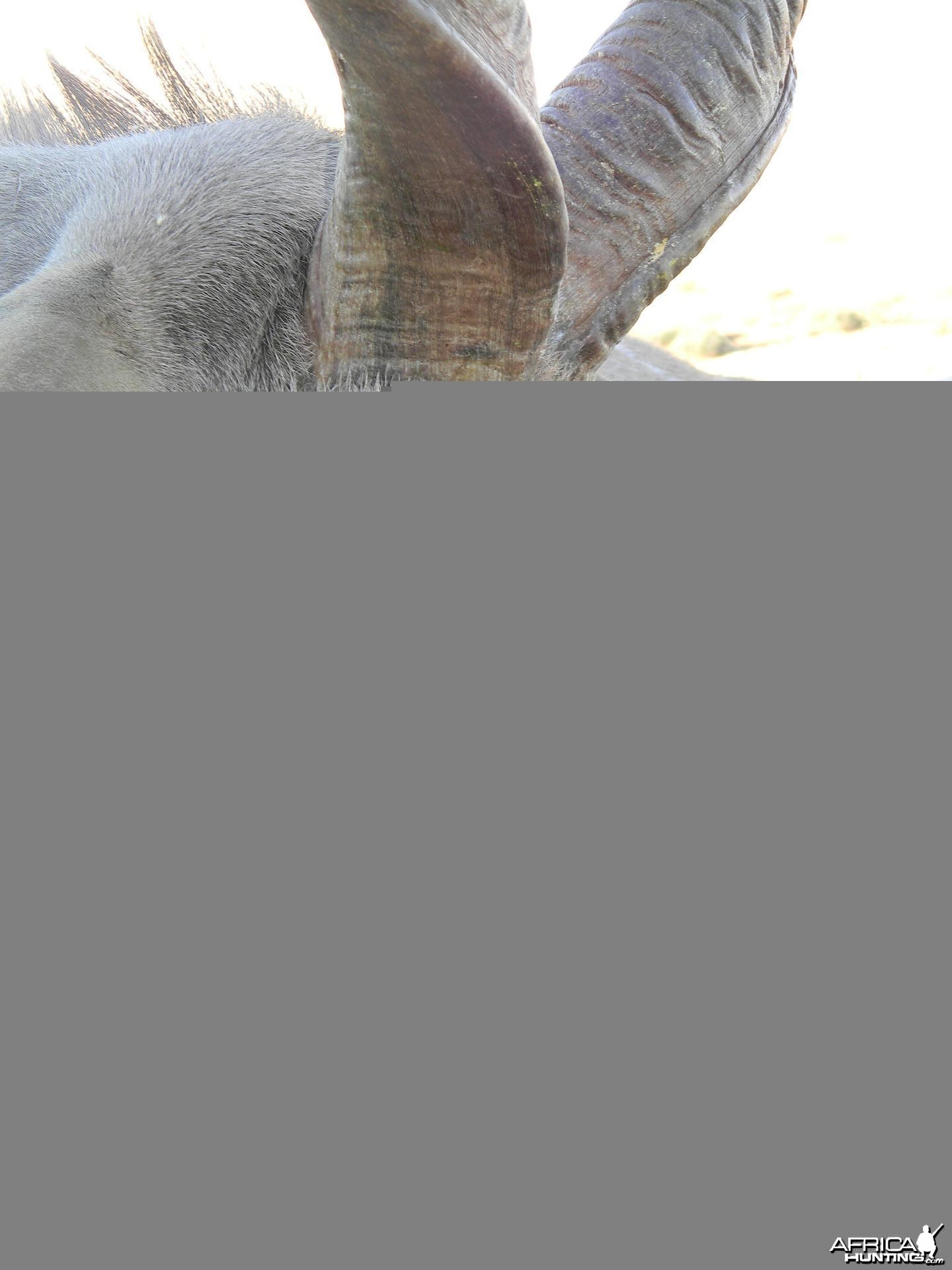 Three horned Greater Kudu hunted in South Africa