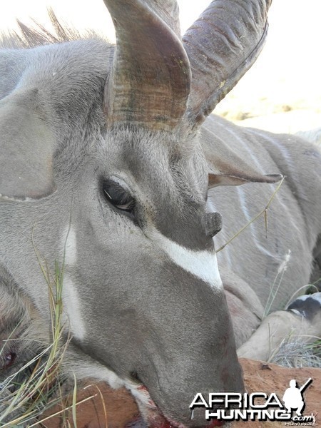 Three horned Greater Kudu hunted in South Africa