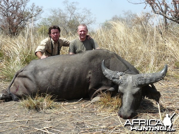 West African Savannah Buffalo hunted in Benin with Club Faune