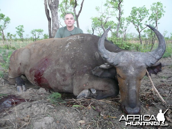 West African Savannah Buffalo hunted in Benin with Club Faune