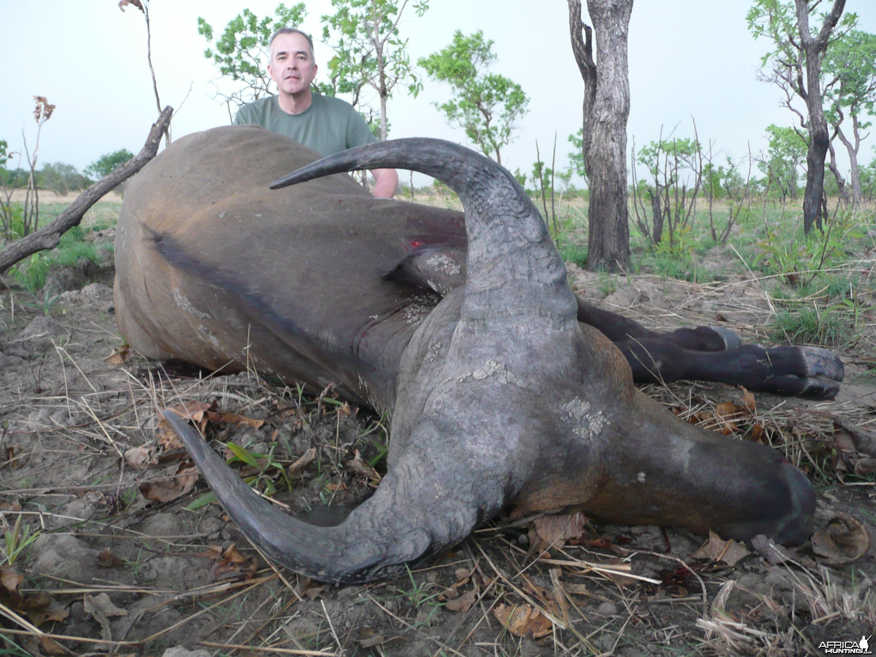 West African Savannah Buffalo hunted in Benin with Club Faune
