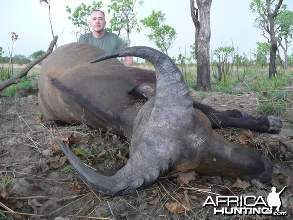 West African Savannah Buffalo hunted in Benin with Club Faune