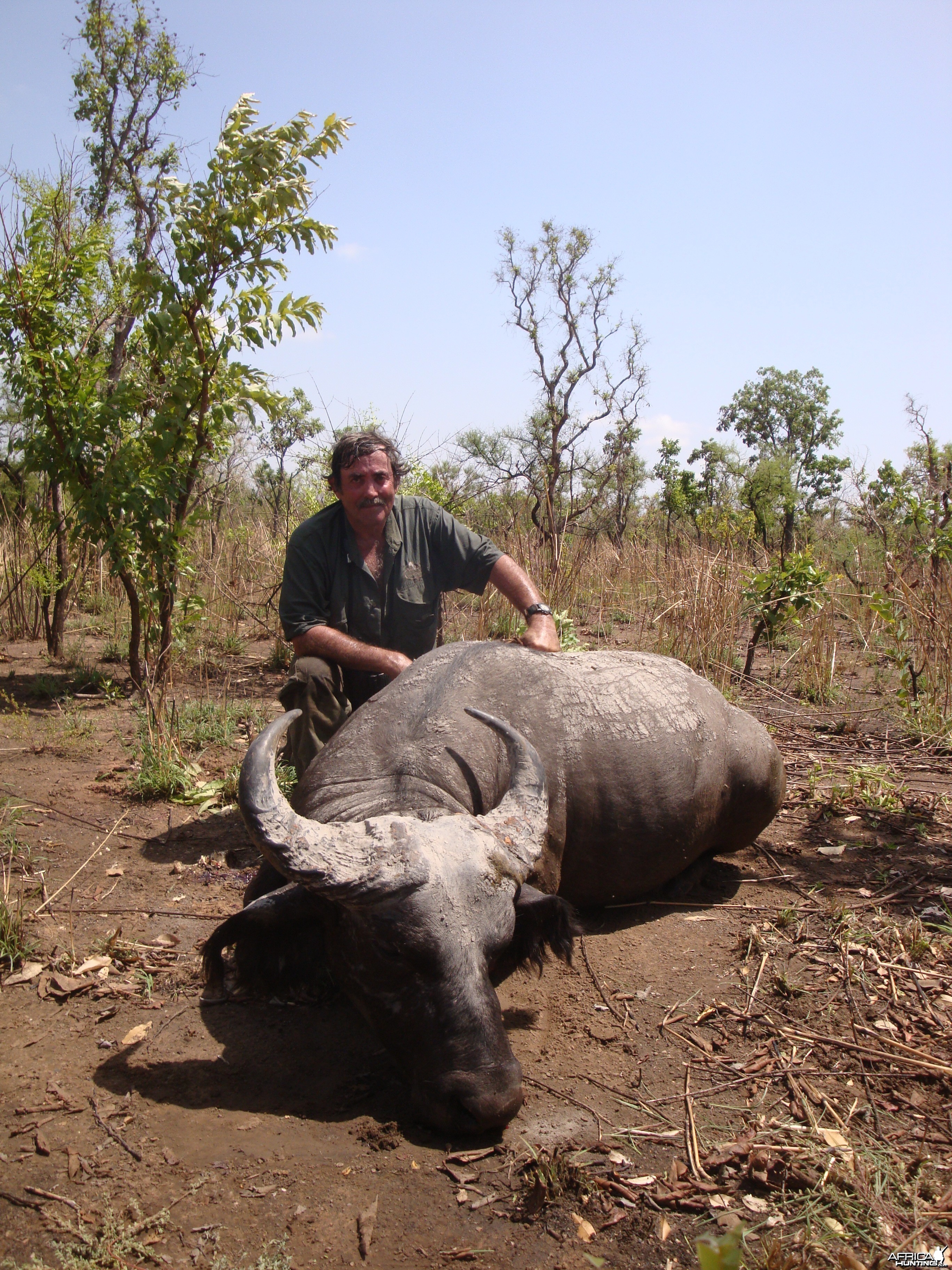 West African Savannah Buffalo hunted in Benin with Club Faune
