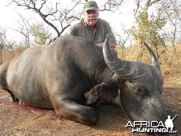 West African Savannah Buffalo hunted in Benin with Club Faune