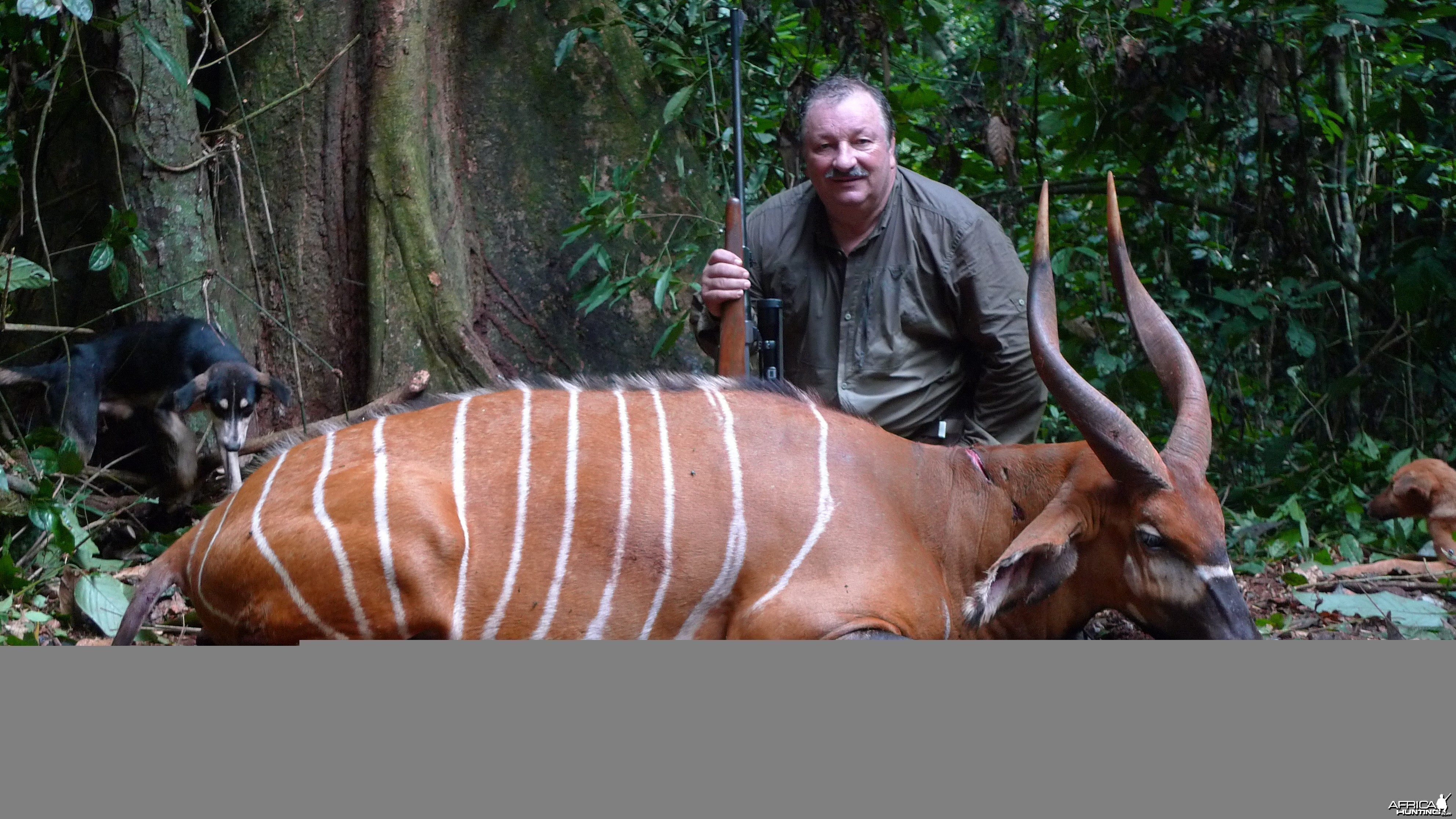 Bongo hunted in Cameroon with Club Faune