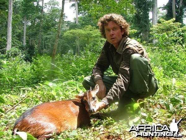 Red-Flanked Duiker hunted in Cameroon with Club Faune