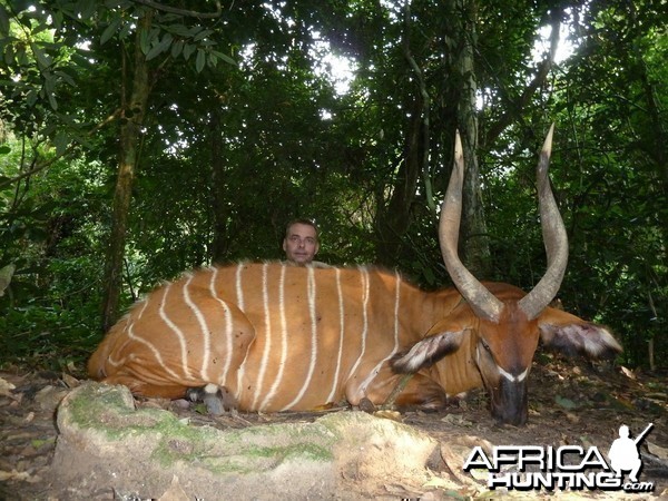 Bongo hunted in Cameroon with Club Faune