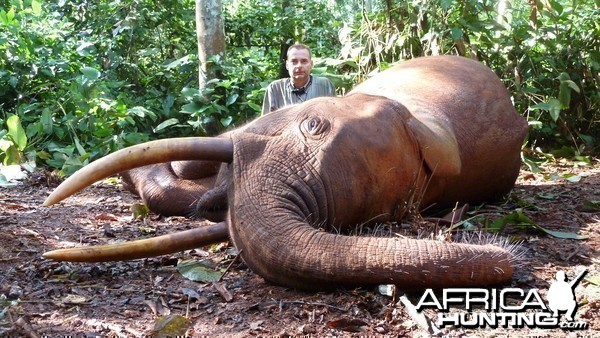 Forest Elephant hunted in Cameroon with Club Faune