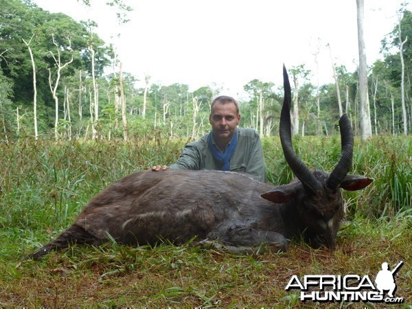Western Sitatunga hunted in Cameroon with Club Faune