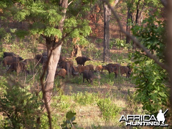 Buffalo in CAR