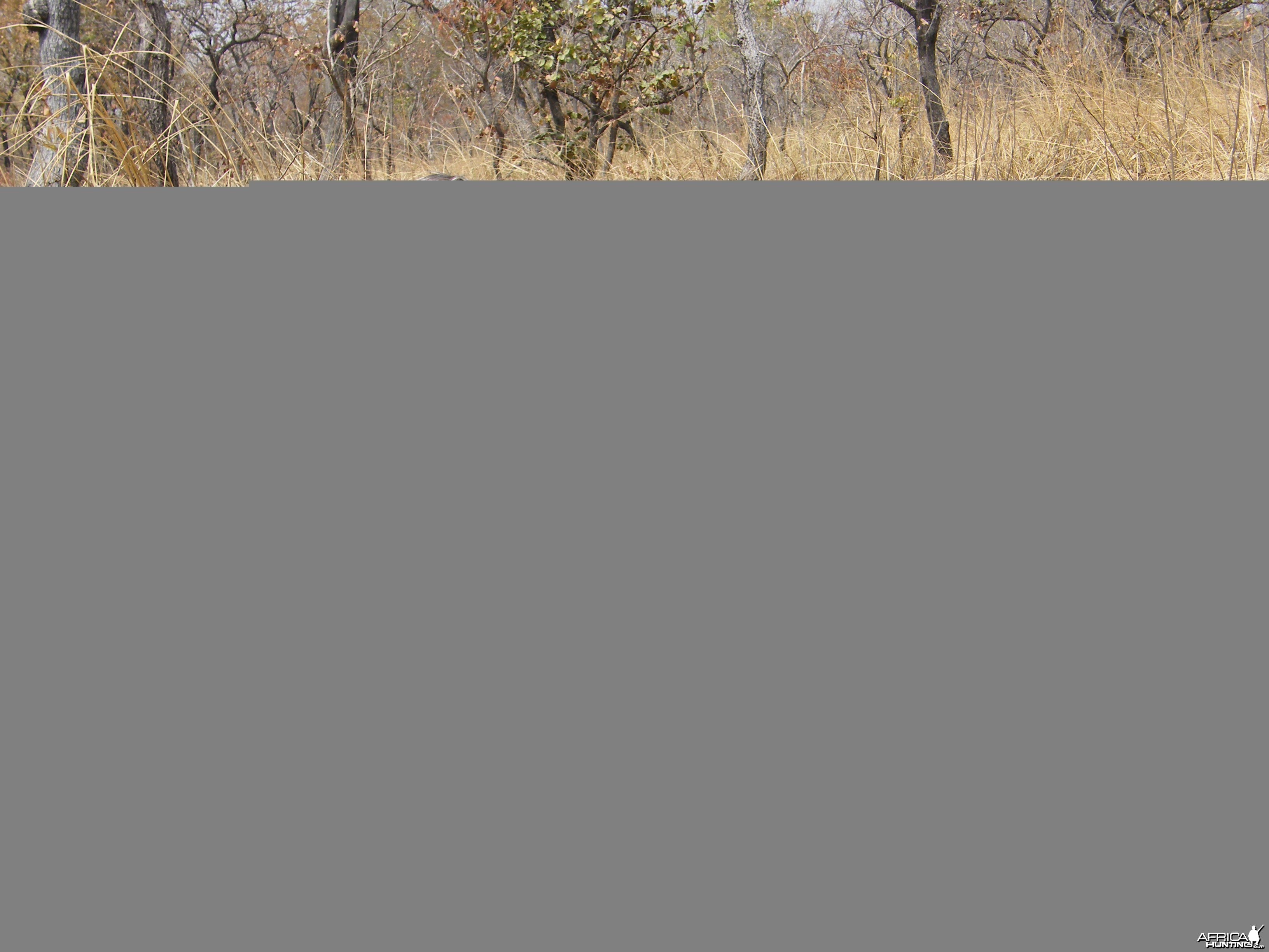 West African Savannah Buffalo hunted in Cameroon with Club Faune
