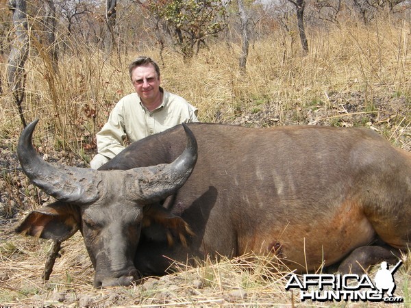 West African Savannah Buffalo hunted in Cameroon with Club Faune