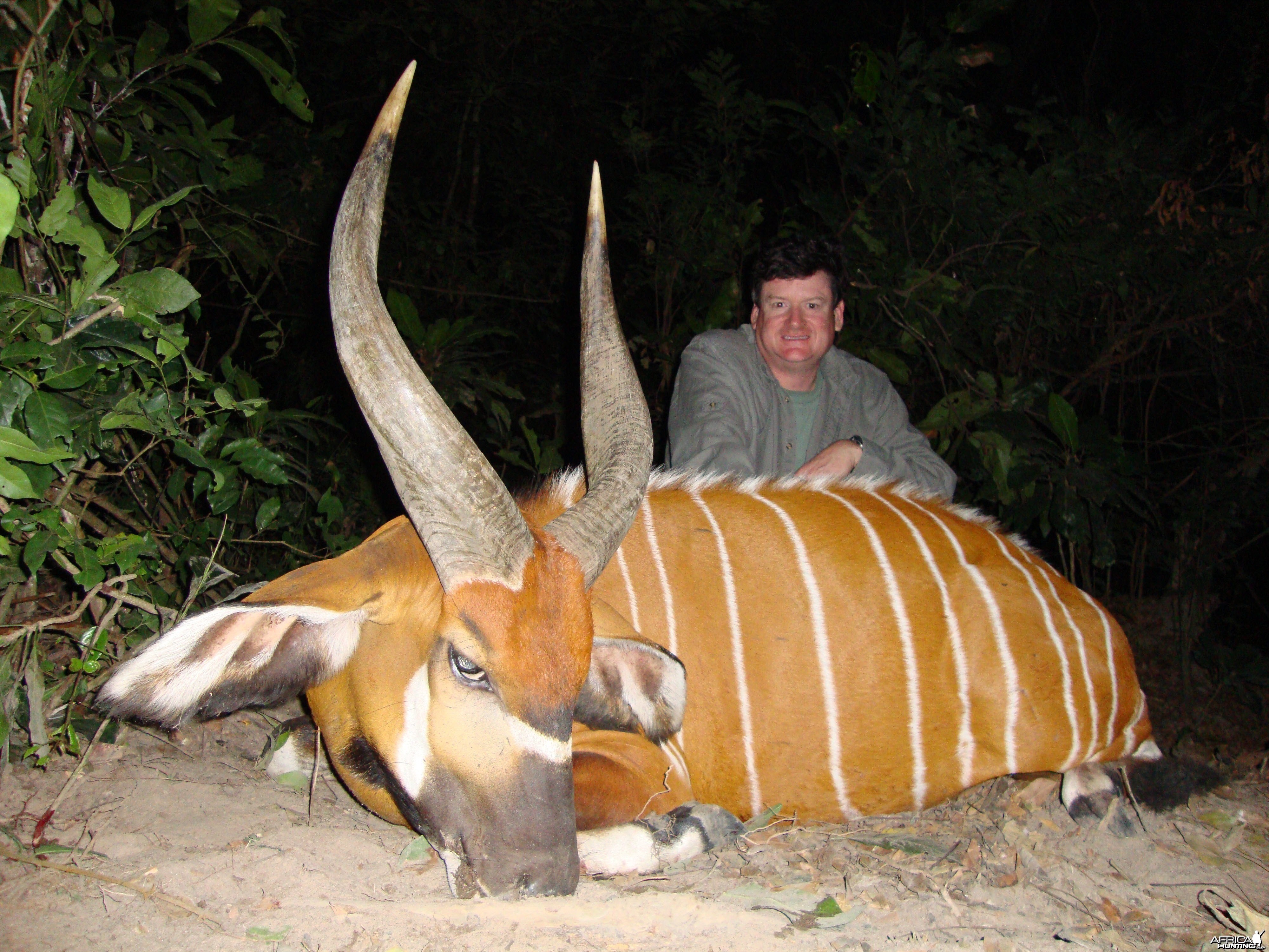 Bongo hunted in Central Africa with Club Faune