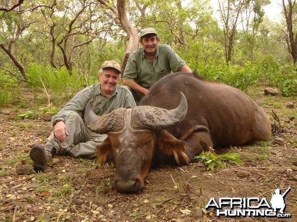 Central African Savannah Buffalo hunted in Central Africa with Club Faune