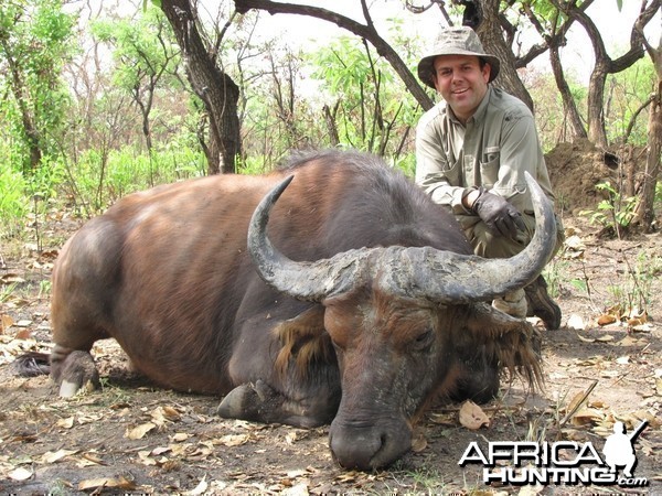 Central African Savannah Buffalo hunted in Central Africa with Club Faune