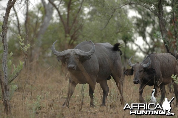 Buffalo in CAR