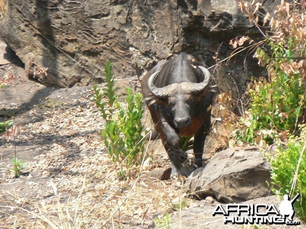 Buffalo in CAR