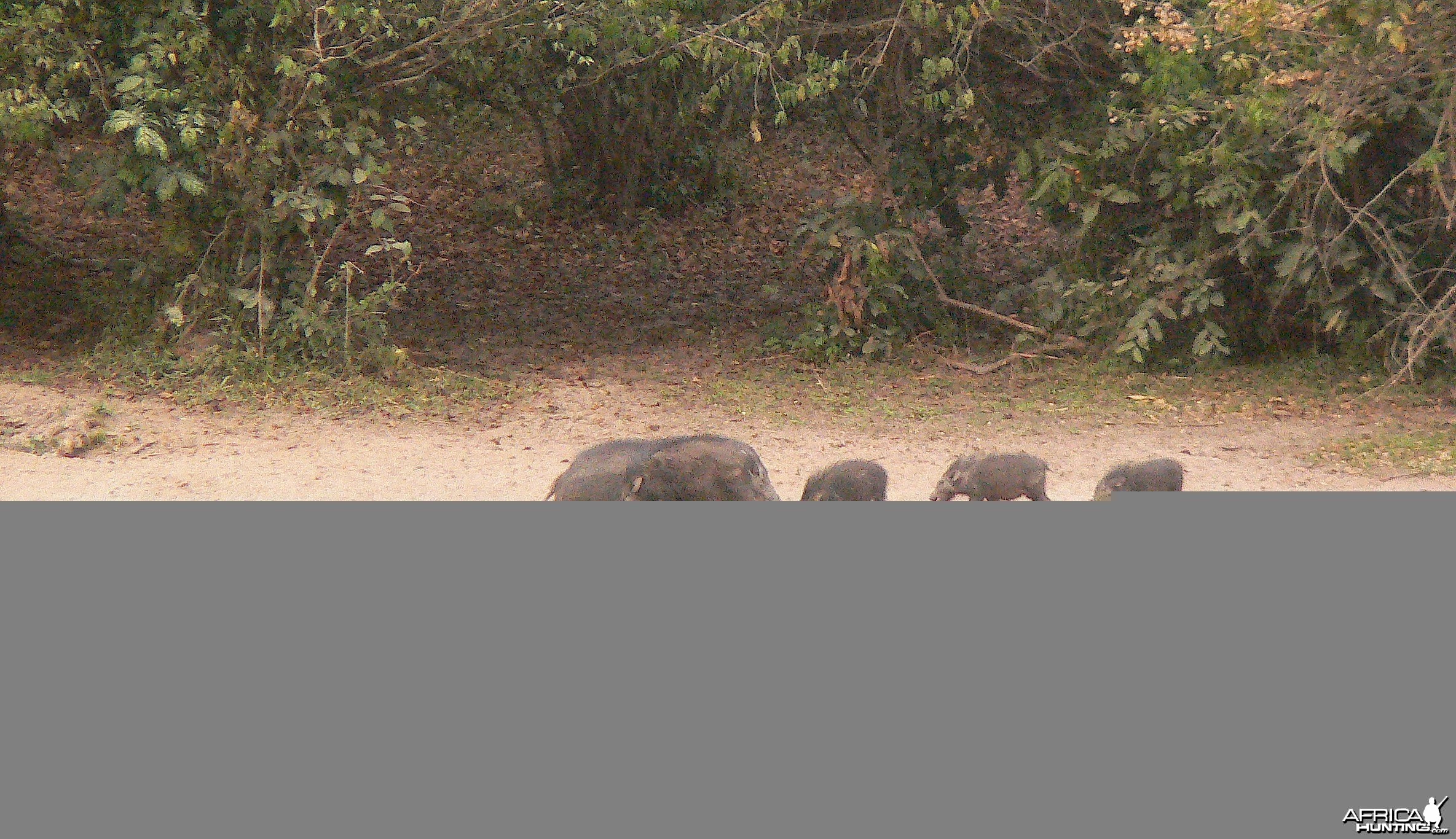 Giant forest Hog family in  CAR