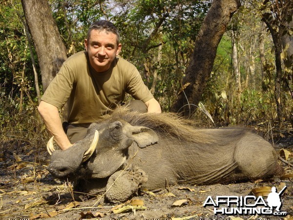 Warthog hunted in Central Africa with Club Faune