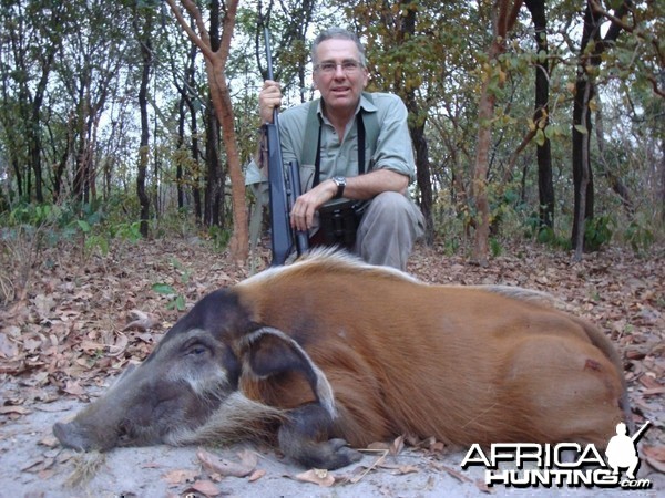 Red River Hog hunted in Central Africa with Club Faune