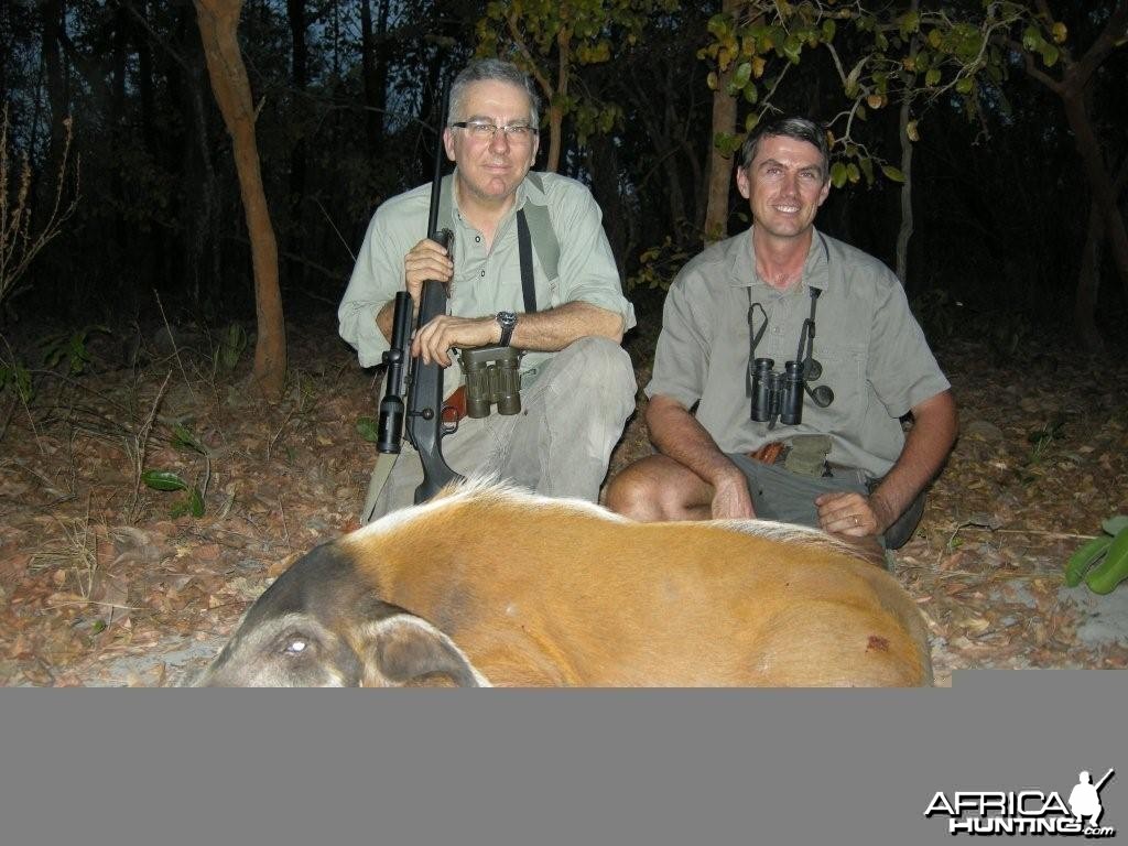 Red River Hog hunted in Central Africa with Club Faune