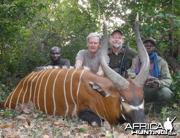 Bongo hunted in Central Africa with Club Faune