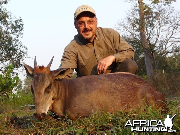 Yellow-Backed Duiker hunted in Central Africa with Club Faune