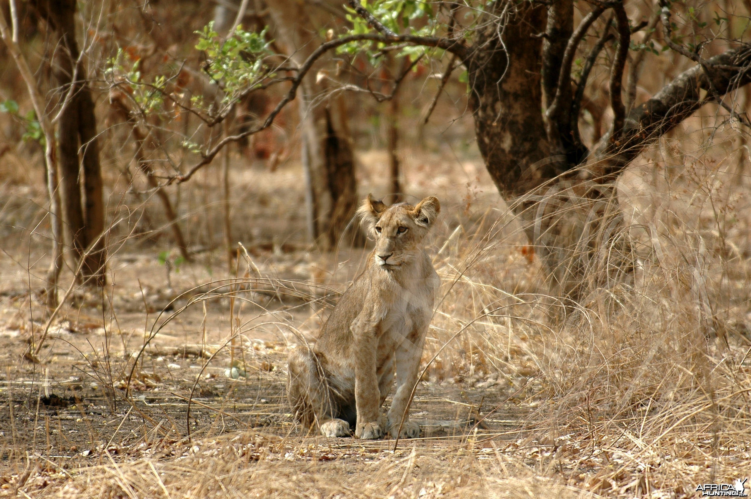 Young Lion  in  CAR