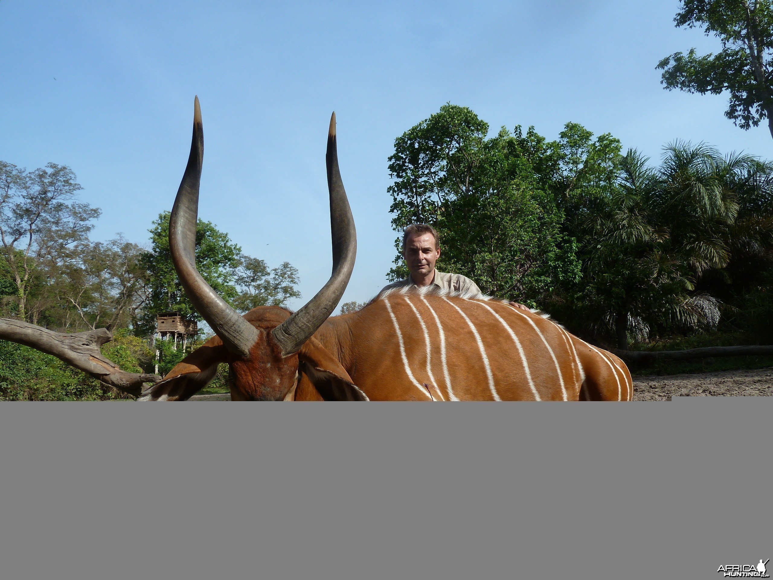 Bongo hunted in Central Africa with Club Faune