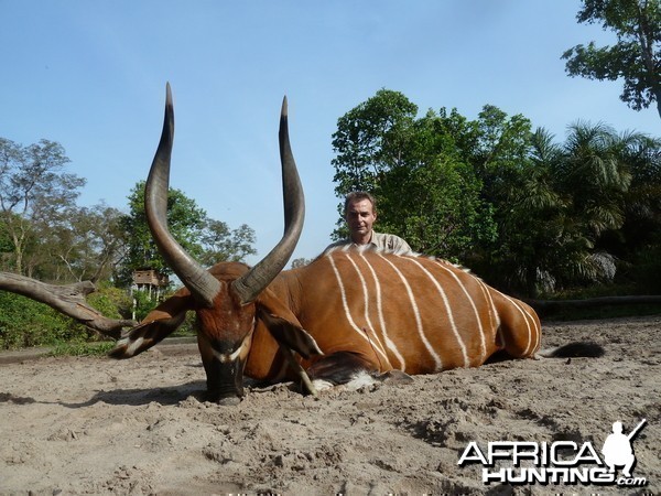 Bongo hunted in Central Africa with Club Faune