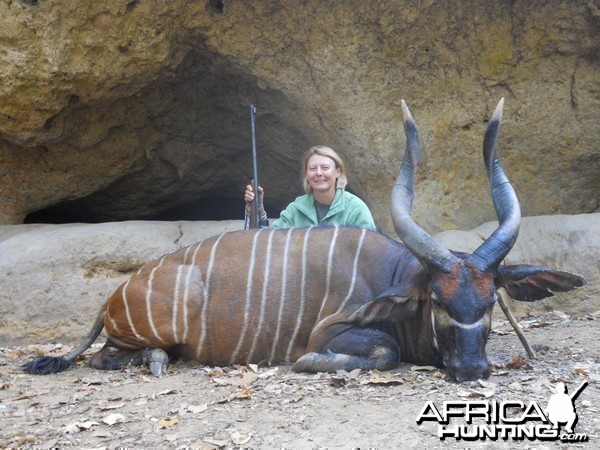 Bongo hunted in Central Africa with Club Faune