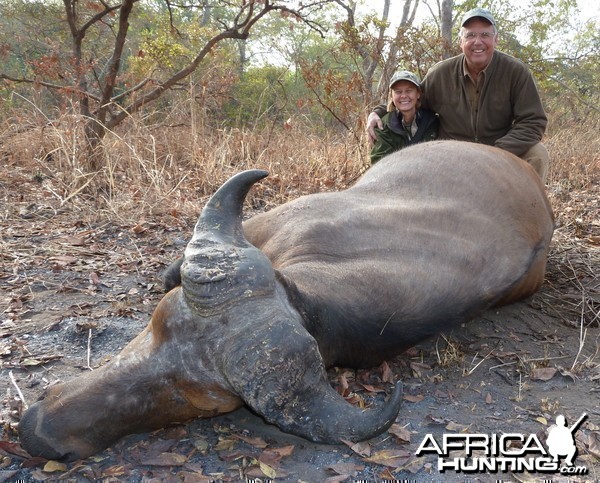 Central African Savannah Buffalo hunted in Central Africa with Club Faune