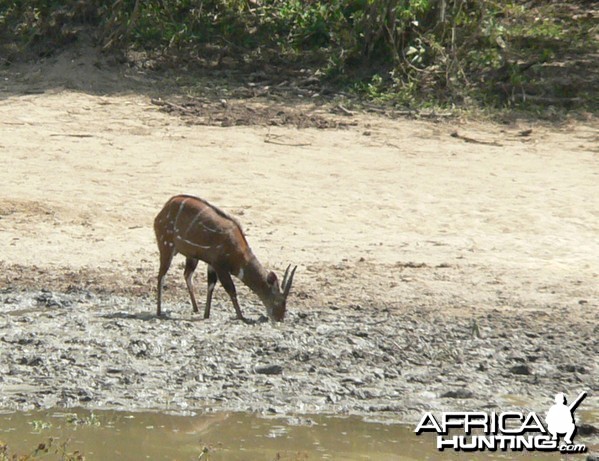 Harnessed Bushbuck in  CAR