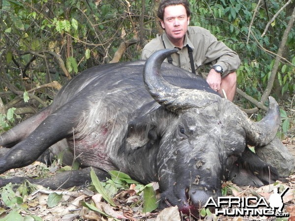 Central African Savannah Buffalo hunted in Central Africa with Club Faune